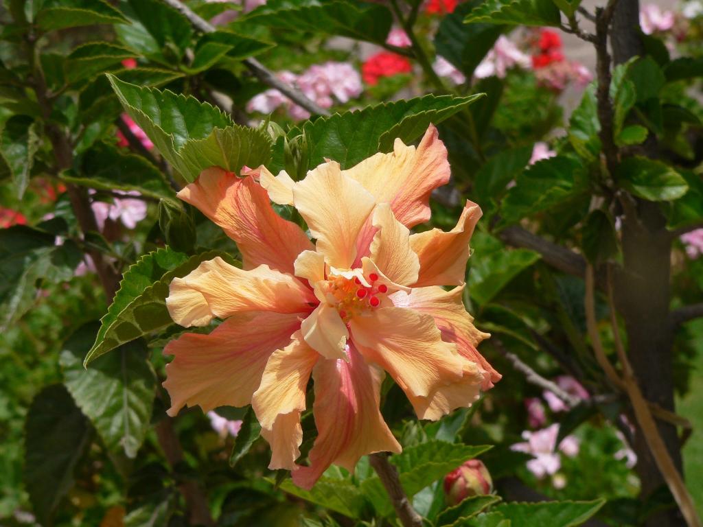 flower