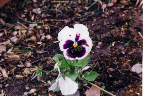 pansy