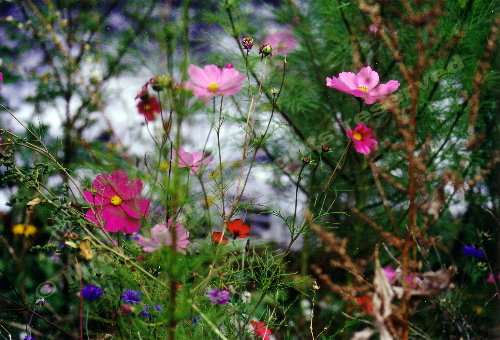 flowers