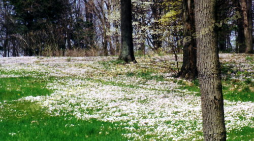 woods camprona michigan