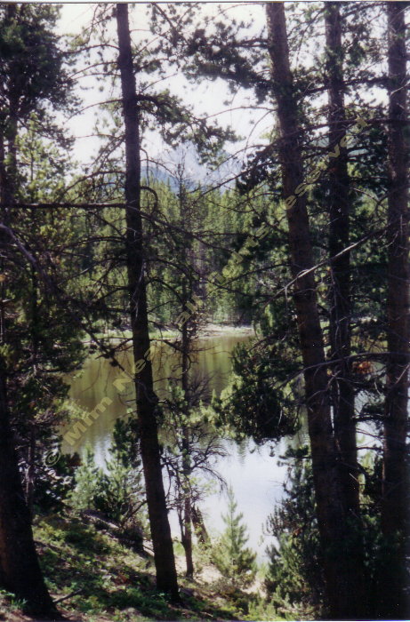 mountains and pine trees